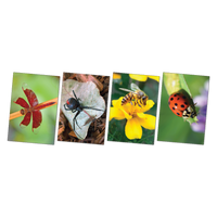 Garden Bugs Poster Pack